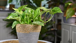 Modifizierte „Super-Pflanze” reinigt Luft 30 Mal besser als normale Pflanzen