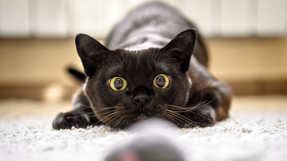 Risiko Smarthome: Katzenfutter-Cam späht Besitzerin aus – Aufnahmen landen im Netz