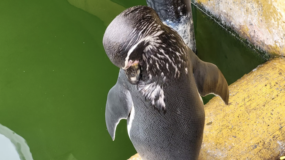 Linux 6.1 als nächster Langzeit-Kernel erschienen Linux 6.1 als nächster Langzeit-Kernel erschienen
