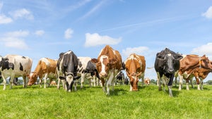 Landwirtschaft 4.0: Tragen Kühe bald eine Smartwatch?