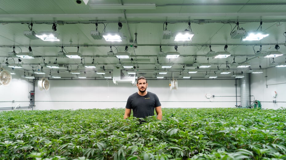 Neuer Marktplatz ermöglicht Cannabis-Lieferungen in 72 Stunden