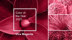 „Viva Magenta”: Das ist die Pantone-Farbe des Jahres 2023