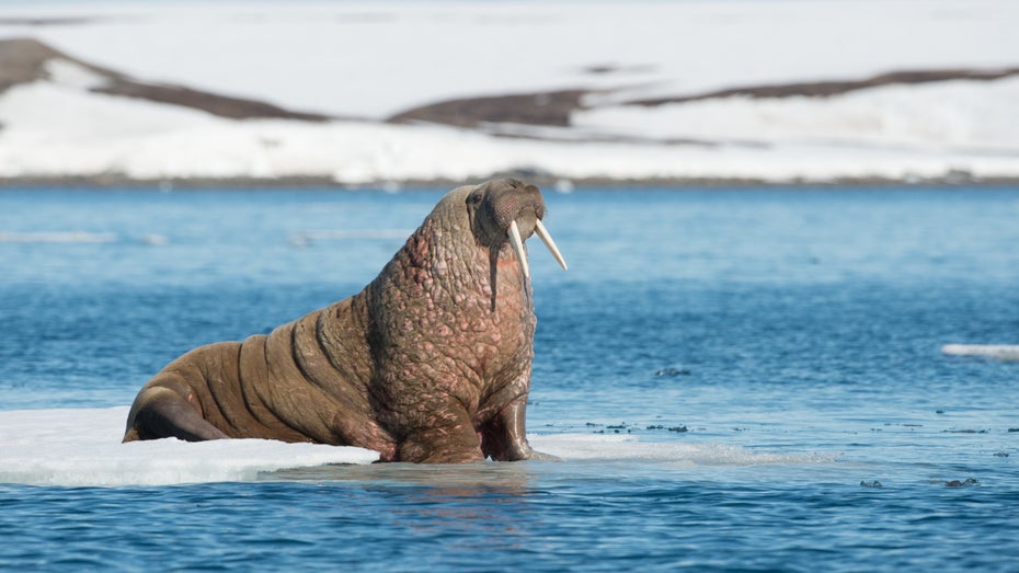 Walrosse gelten als stark bedroht. (Foto: Inge Jansen / Shutterstock) WWF sucht Walross-Detektive: Millionen Satellitenbilder müssen ausgewertet werden
