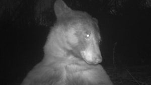 Schwarzbär entdeckt Kamera – und macht 400 Selfies