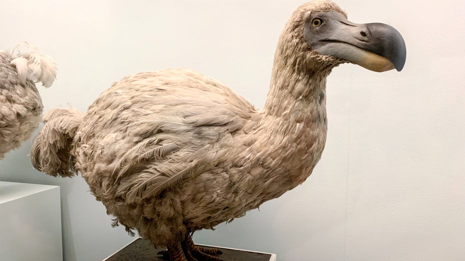 Dodo: Startup will ausgestorbenen Vogel zurückbringen