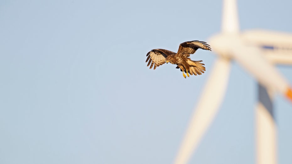 Forscher sammeln durch Windkraft- und Solaranlagen getötete Tiere