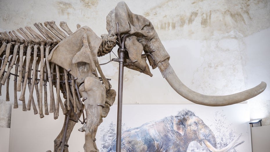 Jurassic Park lässt grüßen: 10 ausgestorbene Tiere, die Wissenschaftler zurückbringen wollen Jurassic Park lässt grüßen: 10 ausgestorbene Tiere, die Wissenschaftler zurückbringen wollen