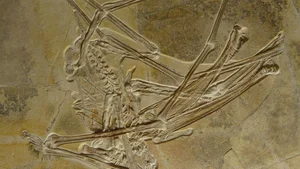 Einzigartiger Fund: Paläontologen graben Flugsaurier mit 480 Zähnen aus