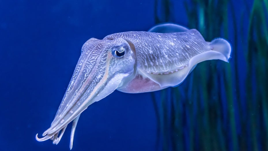 Pharao-Tintenfisch (Sepia pharaonis): Vorbild für Roboterauge. (Foto: David A Litman/Shutterstock) Pharao-Tintenfisch Auge