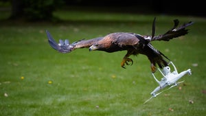 „Frankenstein-Drohnen”: Forscher bauen Drohnen aus toten Vögeln