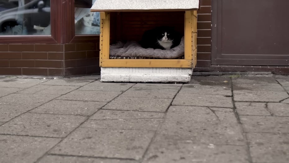 Gacek in seiner Kiste. (Screenshot: Youtube) Laut Google Maps: Dieser Kater ist Stettins größte Touristenattraktion