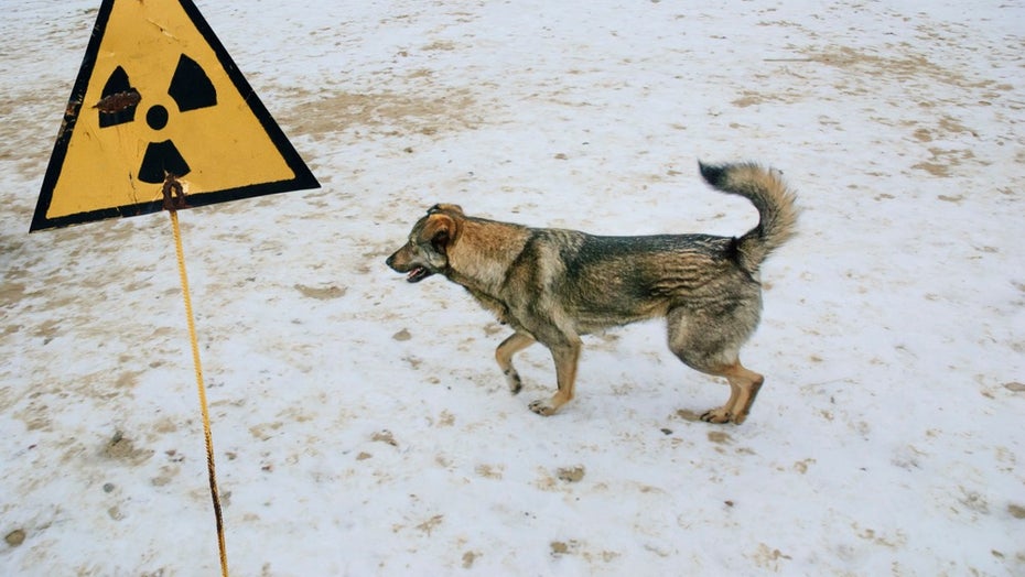 Hund Tschernobyl