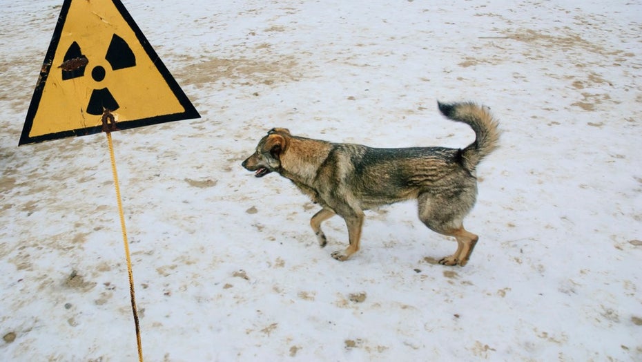 Strahlung: Hund in der Sperrzone von Tschernobyl. (Foto: viktor95/Shutterstock) Hund Tschernobyl