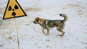 Was uns die Hunde von Tschernobyl über Leben auf dem Mars verraten können