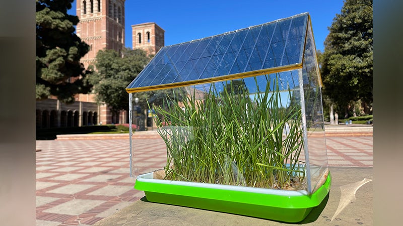 Besitzt überraschende Vorteile:Gewächshaus mit semi-transparentem Solardach (Foto: Yang Yang Laboratory/UCLA) Gewächshaus mit halbtransparentem Solardach überrascht Wissenschaft