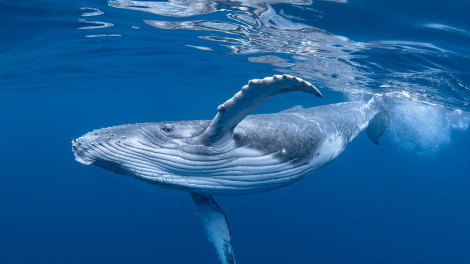 Ein Buckelwal schwimmt im Meer: Dieses Bild wurde nicht von einer KI erzeugt. (Foto: Craig Lambert Photography / Shutterstock) Wie Klimaleugner KI zur Stimmungsmache nutzen