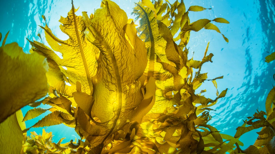 Indem sie CO₂ in Sauerstoff verwandeln, bilden Algen neben dem tropischen Regenwald die zweite „grüne Lunge“ der Erde. Das Unternehmen Running Tide macht sich die Talente von Algen zunutze – und hat Microsoft an Bord geholt. (Bild: Shutterstock/Divedog) Algen im offenen Meer. (Bild: Shutterstock/Divedog)
