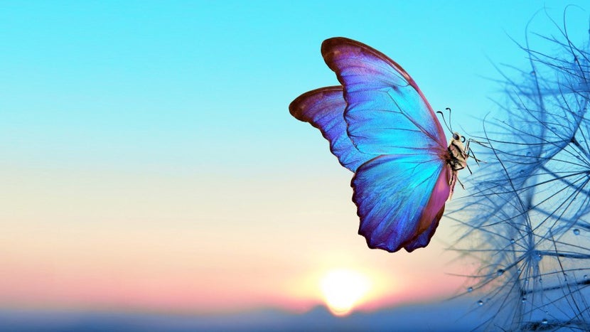 Bei der Entwicklung der leichtesten Farbe haben sich die Forscher:innen von den Flügeln von Schmetterlingen inspirieren lassen. (Foto: Shutterstock/Kriachko Oleksii) Schmetterling Flügel Farbe