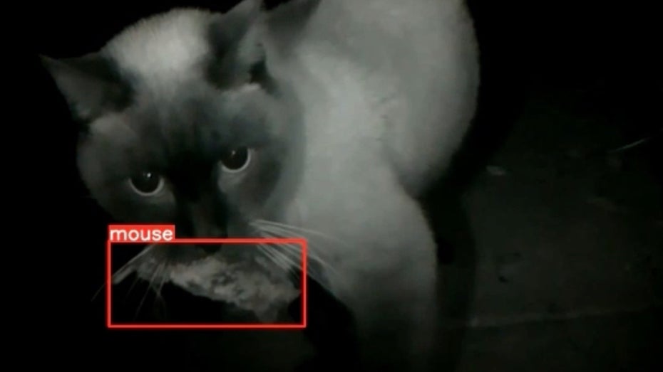 KI-gesteuerte Katzenklappe mit harter Tür: Bei Beute im Maul kein Einlass