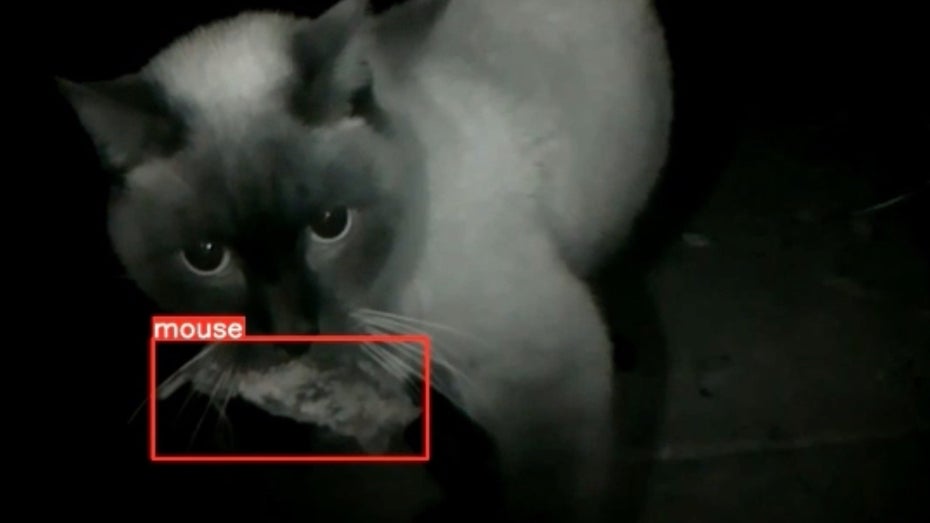 Erwischt! Du kommst hier nicht rein. (Screenshot: Flappie) KI-gesteuerte Katzenklappe mit harter Tür: Bei Beute im Maul kein Einlass