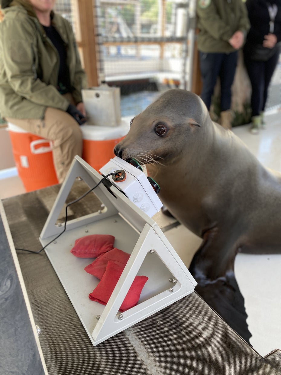 Seelöwe zocken