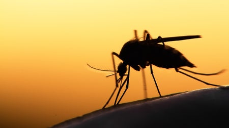 Mücken-Navi: Warum sie dich auch im Dunkeln zielgenau finden