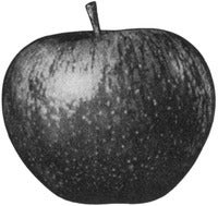 Apfel Bild Apple Rechte