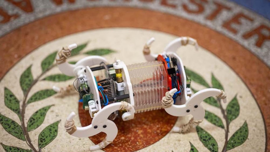 Der echsenartige Roboter. (Foto: Worcester Polytechnic Institute) Dieser echsenartige Roboter soll durch Rohre kriechen – und zwar völlig autonom
