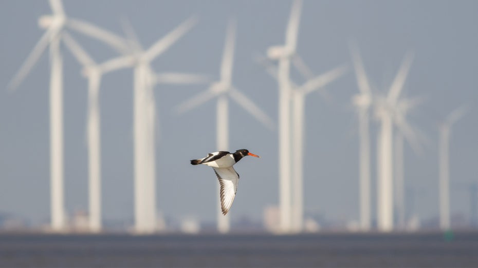 Windkraft: Neue Technik soll Vögeln das Leben retten