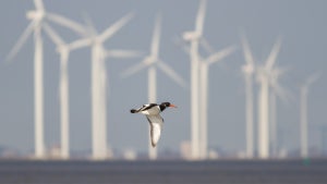Windkraft: Neue Technik soll Vögeln das Leben retten