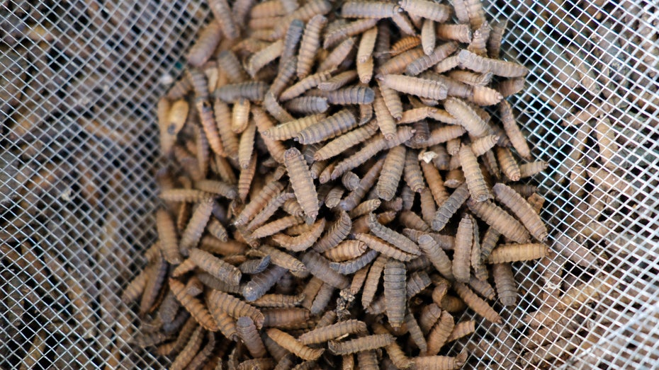 Sind Insektenlarven die Zukunft der Viehfütterung? (Foto: Faizal Afnan / shutterstock) Larven statt Soja: Nutzen wir bald Insekten als Viehfutter?