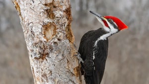 Woodpecker: Neues Framework soll KI das Halluzinieren austreiben