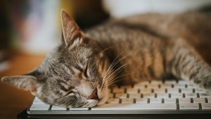 Cat-astrophe! Katze legt Server von US-Behörde lahm