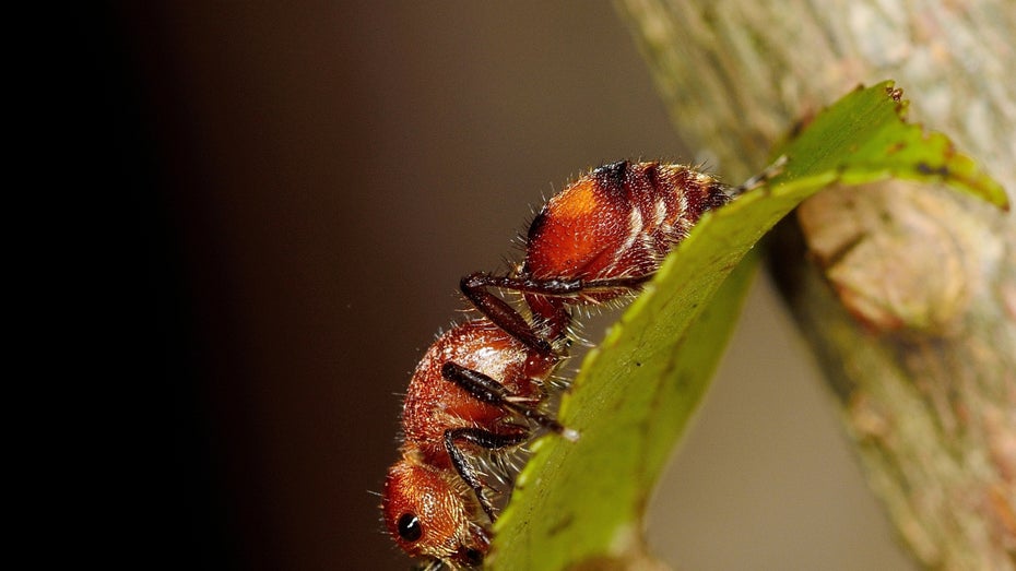 Die Nylanderia fulva werden auch als Rasberry Crazy Ants bezeichnet. Sie befallen vorzugsweise Computer und elektronische Geräte. (Foto: Brberrys/ Shutterstock.com) Nvidia-Grafikkarten-Alptraum: Ameisen hinterlassen Spur der Zerstörung in Gaming-PC