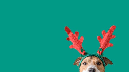 Die besten Weihnachtsspots des Jahres: Pub-Momente, Schlittenfahrten und ein helfender Waschbär
