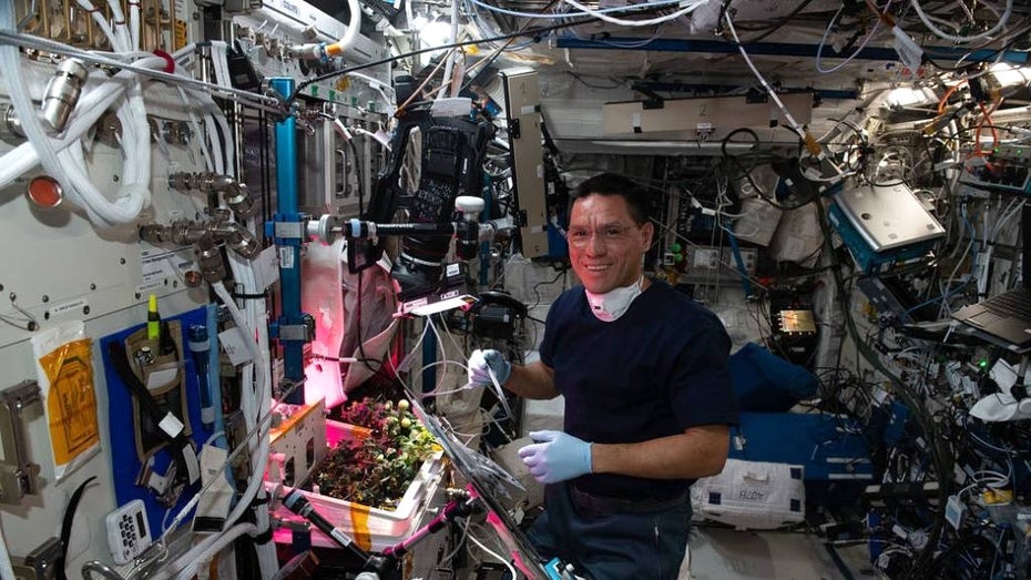 US-Astronaut Rubio mit Tomatenpflanzen auf der ISS. (Foto: Nasa/Koichi Wakata/Japan Aerospace Exploration Agency) Rubio ISS Tomate