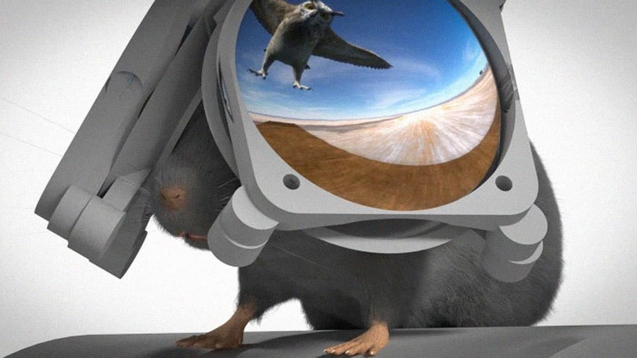 Darum haben Wissenschaftler riesige VR-Brillen für Mäuse entwickelt