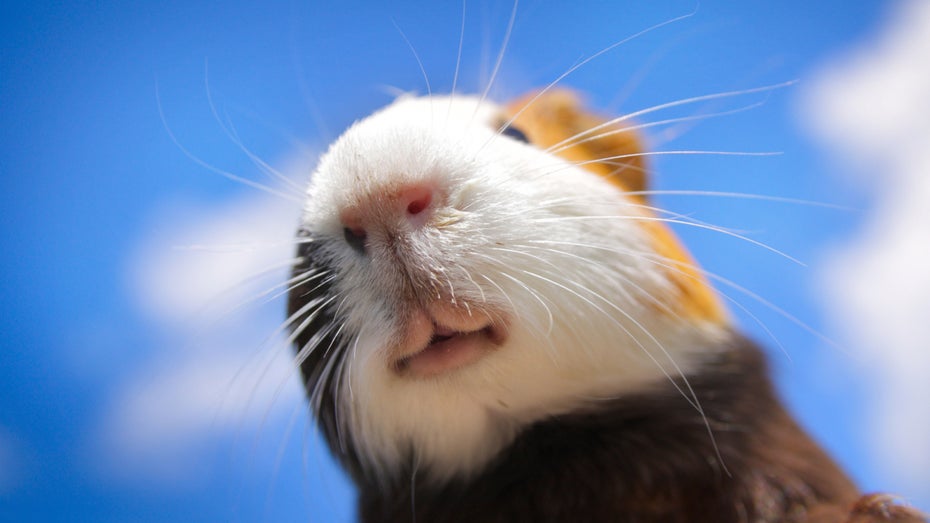 Wie sehen Tiere die Welt? Eine Open-Source-Lösung zeigt es. (Foto: Dudarev Mikhail / Shutterstock.com) Neue Kameratechnologie zeigt uns endlich, wie Tiere die Welt sehen