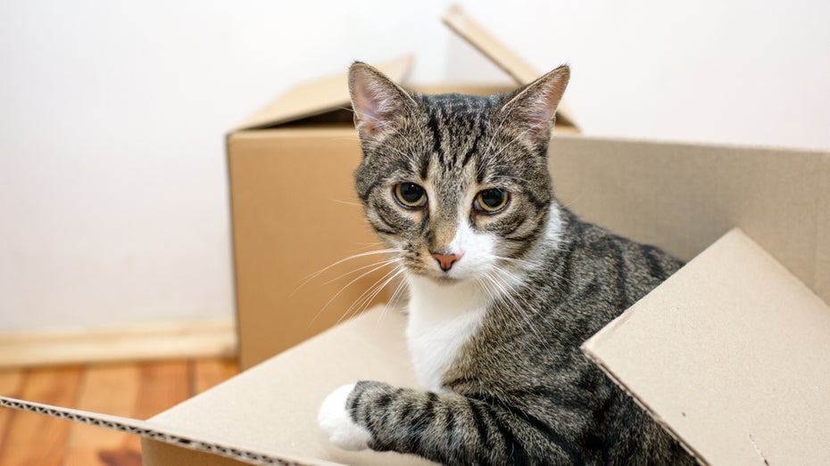 Katze reist tausende Kilometer – in einem Amazon-Rücksendepaket Katze reist tausende Kilometer – in einem Amazon-Rücksendepaket