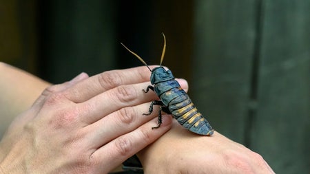 Cyborg-Kakerlaken: Singapurs Forscher entwickeln ferngesteuerte Insekten