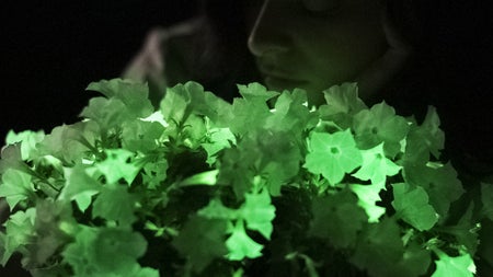 Biolumineszenz im Wohnzimmer: Warum mich diese Gentech-Petunien nicht zum Strahlen bringen