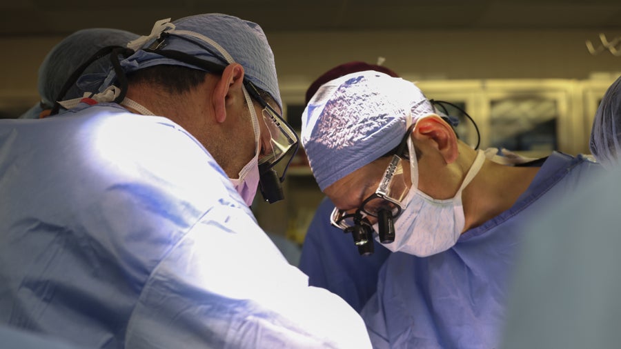 Xenotransplantation: Erster Patient mit genveränderter Schweineniere gestorben