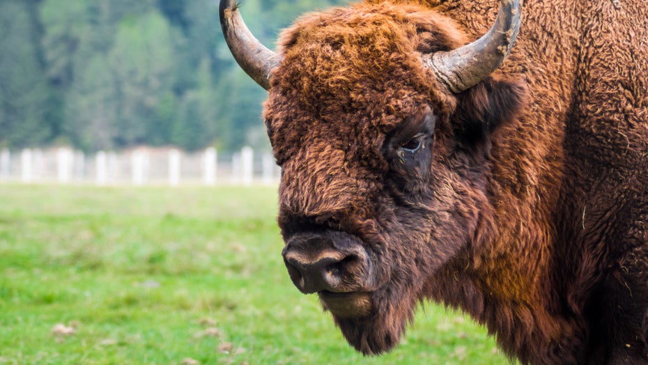 „Klimahelden“: Bisonherde absorbiert soviel CO2 wie 123.000 Autos ausstoßen