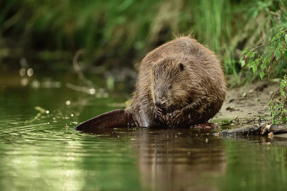 Biber am Wasser