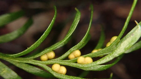 Forscher staunen: Diese winzige Pflanze beherbergt das größte sequenzierte Genom