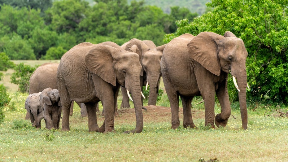 Wie künstliche Intelligenz dabei hilft, Wildtiere zu schützen Wie künstliche Intelligenz dabei hilft, Wildtiere zu schützen