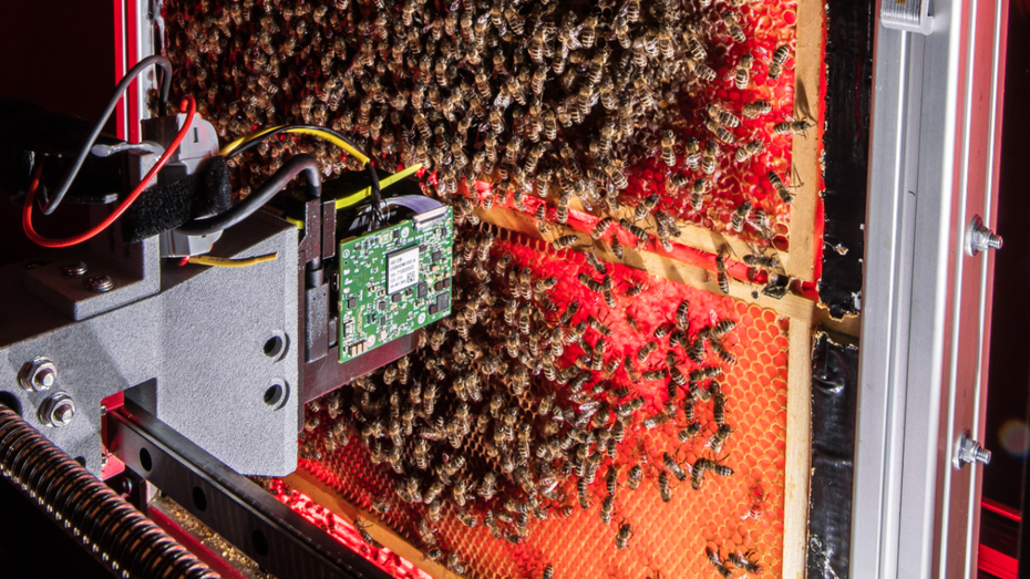 Big Brother bei Bienen: Winzige Kamera-Roboter verfolgen die Königin rund um die Uhr – was das über die Tiere verrät