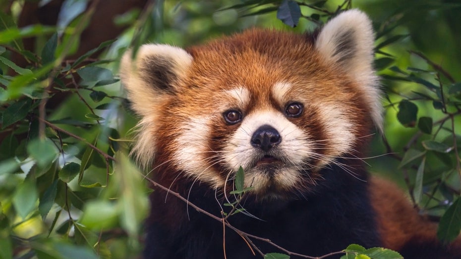Bild-KI Red Panda. (Symbolbild: Iv-olga/Shutterstock) Bild-KI Red Panda