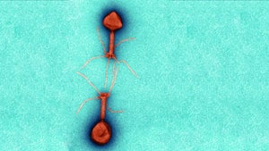 Gegen Antibiotika-Resistenzen: So könnten uns Phagen helfen