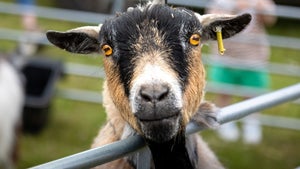 Diese KI soll Schmerzen anhand des Gesichtsausdrucks erkennen können